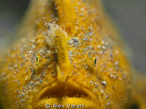 Antennarius hispidus (shaggy frogfish) by Alex Varani 